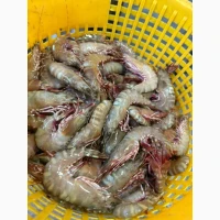 Octopus_fresh, octopus, frozen octopus	octopus tentacles bulk, octopus exporter	pulpo (ES)