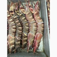 Octopus_fresh, octopus, frozen octopus	octopus tentacles bulk, octopus exporter	pulpo (ES)