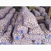 Продам насіннєву картоплю