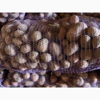 Посадкова картопля