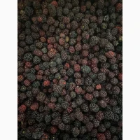 Ожина культивована шокової заморозки