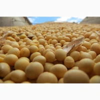 Продам сою, є об#039;єми, ф1 та ф2