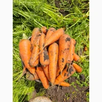 Продам сетевую чистую морковь