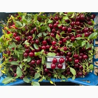 Продам садовую вишню (заморозка)