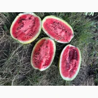 Продам Топган Фарао Дакаро лукстар