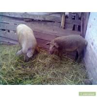 Продам поросят-королевские кармалы-(кармалка+мангали ца пуховая венгерская)