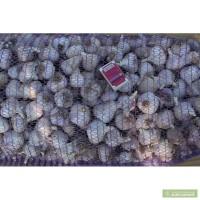 Продам чеснок в Крыму