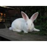 Продаєм кролів різних порід