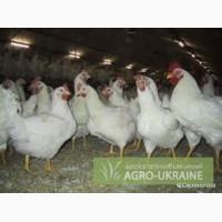 Куплю оптом домашних курей бройлеров