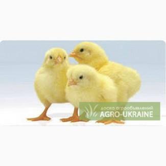 Продам цыплят-бройлера с доставкой. +79 78 70 555 72