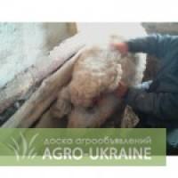 Продам поросят породы Венгерская мангалица., Донецкая обл.