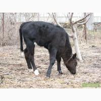 Продам телочку