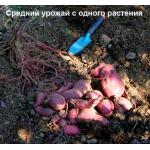 Рассада. БАТАТ. Новозеландский самый вкусный сорт RED