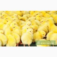 Продам Курчата бройлери