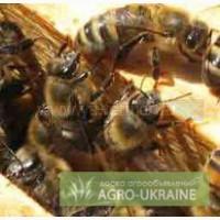 Продам бджолопакети , Полтавщина, Лубны