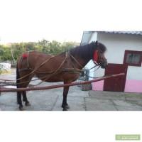 Продам кобилу з возом!!!