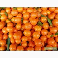 Продам мандарины оптом