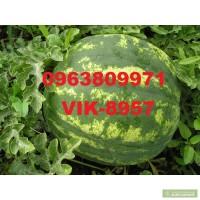 Семенв вр6у3в