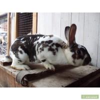 Рекс долматинец