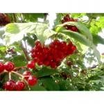 Саженцы черемухи, калины, рябины, ивы