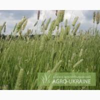 Продам насіння тимофіївки