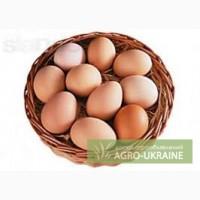 Домашні яйця