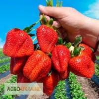 Продам клубнику 2022 года