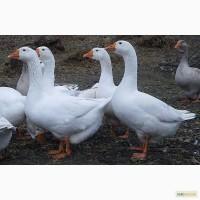 Гуси велика сіра українська та датський легарт