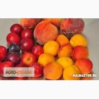 Продам абрикос, персик, алыча, слива, яблоки