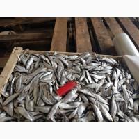 Хамса, тюлька азовская оптом