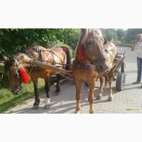 Продам жеребную лошадь