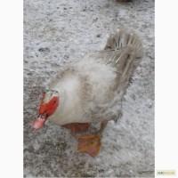 Инкубационное яйцо мускусной утки Барбари