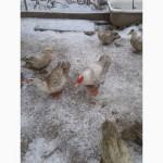 Инкубационное яйцо мускусной утки Барбари