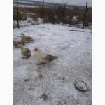 Инкубационное яйцо мускусной утки Барбари