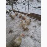 Инкубационное яйцо мускусной утки Барбари