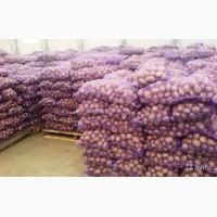 Продам кортофеля есть разные сорта дзвоните