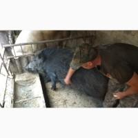 Продам Дикого кабана (ручного)