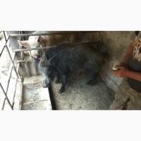 Продам Дикого кабана (ручного)