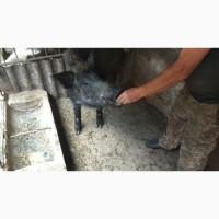 Продам Дикого кабана (ручного)