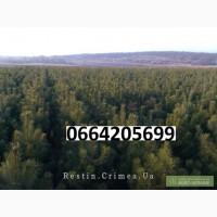 Сосна новогодняя