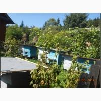 Ліки на основі продуктів бджільництва