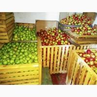 Продам яблука, груші з власного саду