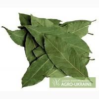 Лавровый лист