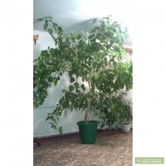 Продам китайскую розу