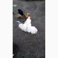 Продам інкубаційні яйця домашніх курей