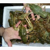 Раки живие