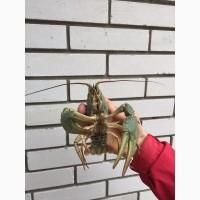 Раки живі