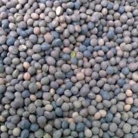 Продам насіння Віки Ярої