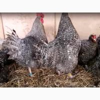 Цыплята или инкубационные яйцо Мехеленская кукушка, Малин