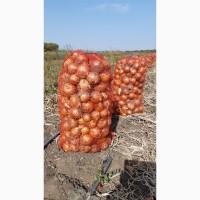 Продам лук от производителя